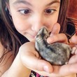 little girl holding hamster little girl holding hamster