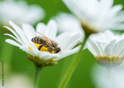 Photo: Honeybee on Daisy Honeybee on Daisy