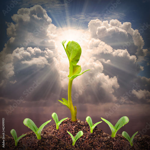 Photo: Seedlings growth. Competition and success metaphor. Seedlings growth. Competition and success metaphor.