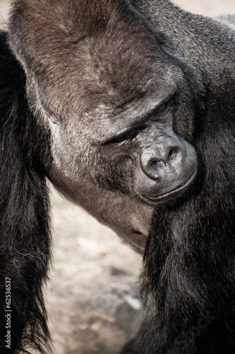 Photo: Face portrait of a gorilla male Face portrait of a gorilla male