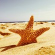 starfish starfish