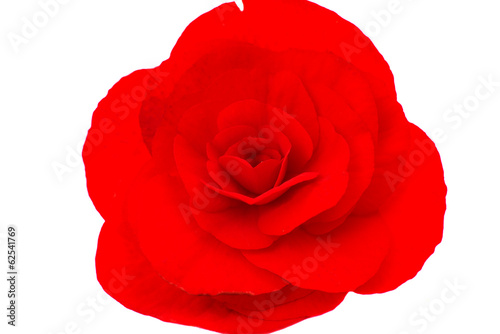 Photo: red begonia red begonia