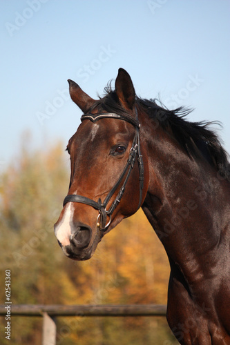 Photo: Bay horse portrait with bridle Bay horse portrait with bridle
