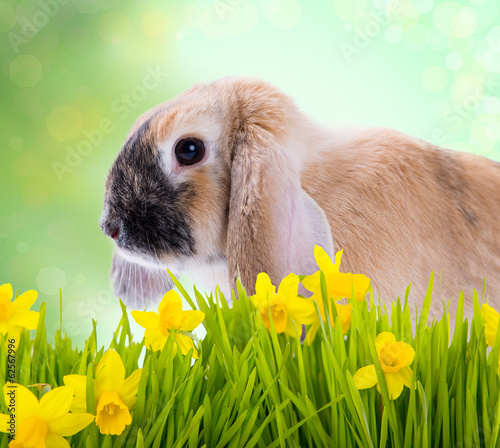 Photo: hase auf der wiese hase auf der wiese