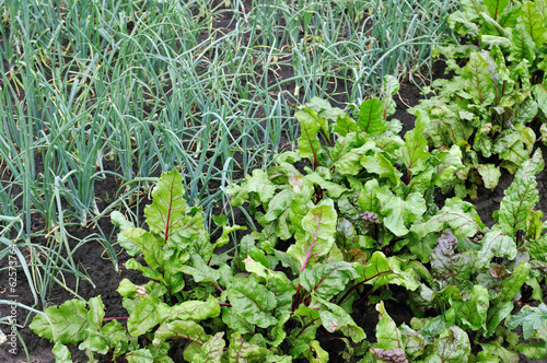 Photo: organically cultivated beetroot and green onion organically cultivated beetroot and green onion