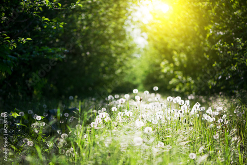 Photo: garden garden
