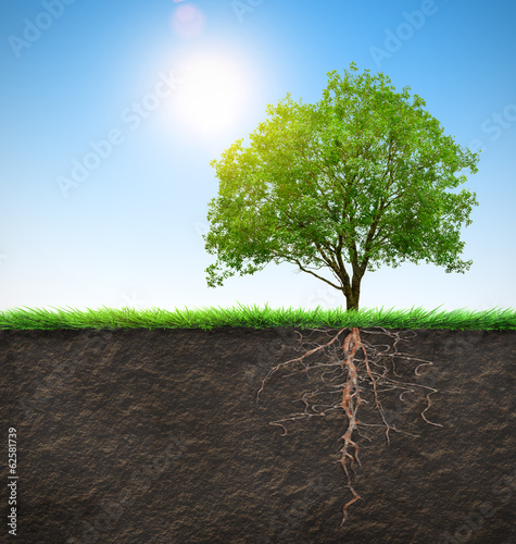 Photo: tree with roots tree with roots