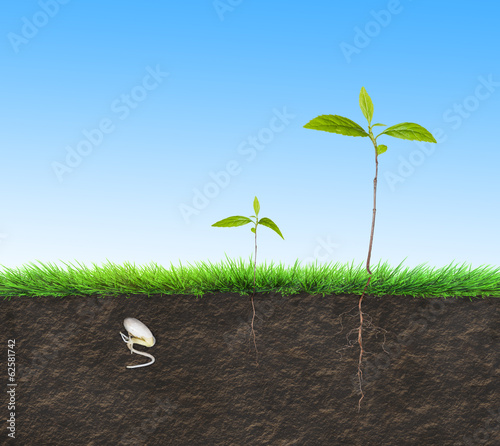 Photo: seedling illustration soil seedling illustration soil