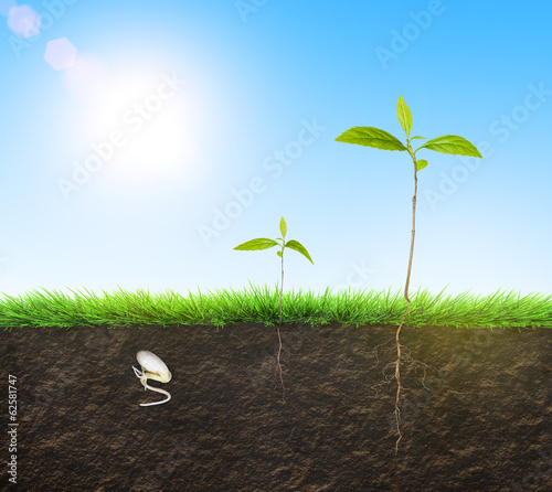 Photo: seedling illustration soil seedling illustration soil