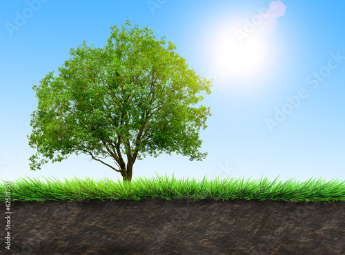 Photo: nature background nature background