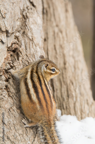Photo: 樹の幹につかまるエゾシマリス 樹の幹につかまるエゾシマリス