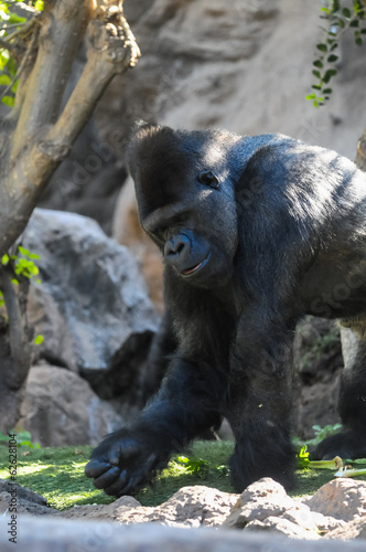 Photo: Strong Adult Black Gorilla Strong Adult Black Gorilla