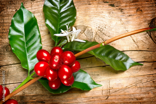 Photo: Coffee Plant. Red coffee beans on a branch of coffee tree Coffee Plant. Red coffee beans on a branch of coffee tree
