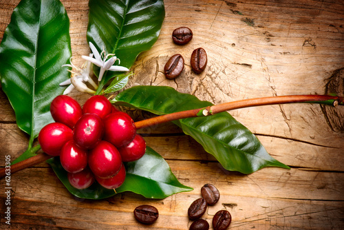 Photo: Coffee Plant. Red coffee beans on a branch of coffee tree Coffee Plant. Red coffee beans on a branch of coffee tree