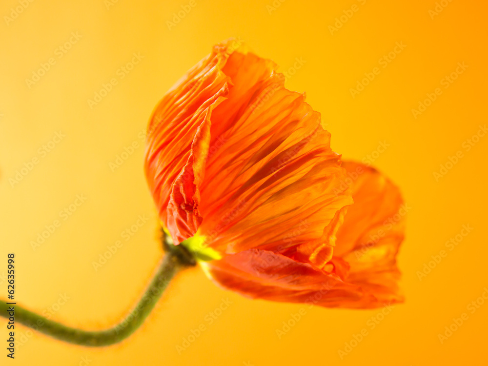 poppy close up (150)