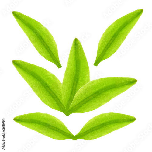 Photo: Green tea leaves in different position on a white background. Green tea leaves in different position on a white background.