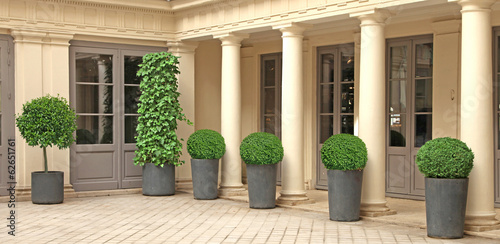 Photo: our intérieur avec buis boule en pot our intérieur avec buis boule en pot