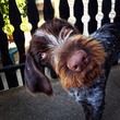 Funny looking German wirehaired pointer Funny looking German wirehaired pointer