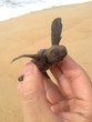 las tortugas pueden volar las tortugas pueden volar