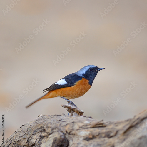 Photo: Bird on the best perch (Duarian Redstart) , Chiangmai Thailand Bird on the best perch (Duarian Redstart) , Chiangmai Thailand