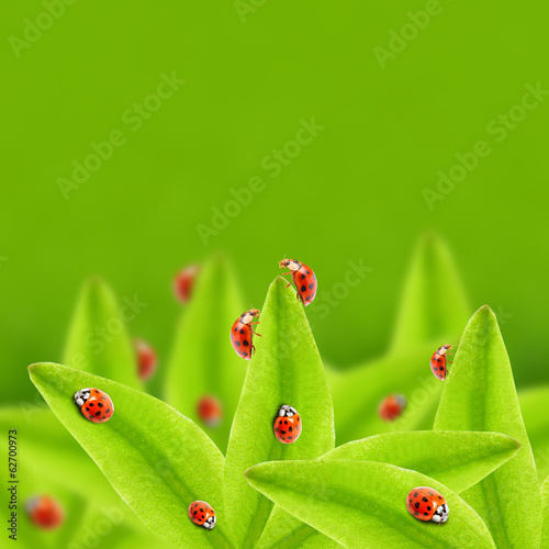 Photo: Natural background with ladybugs on a green tea leaves. Natural background with ladybugs on a green tea leaves.