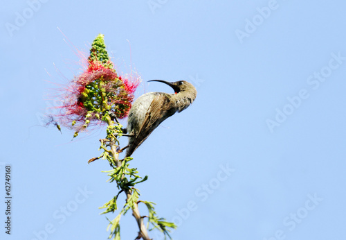 Photo: A beautiful Hunters sunbird perched on a branch A beautiful Hunters sunbird perched on a branch