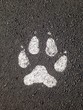 paw print on pavement paw print on pavement