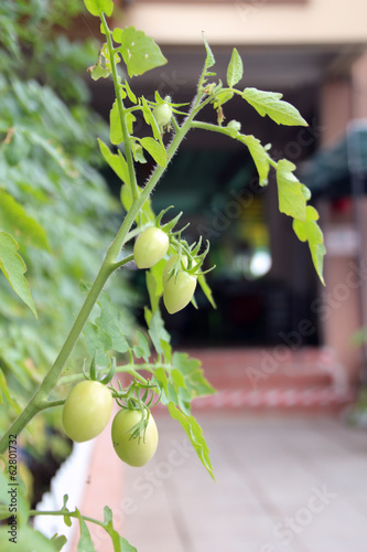 Photo: tomatoes tomatoes