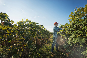 Photo: A man tending the growing grape vines in a vineyard, pruning and tying the shoots in. A man tending the growing grape vines in a vineyard, pruning and tying the shoots in.