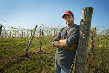 Photo: A vineyard with young vines being trained along wires to produce a good grape harvest. A vineyard with young vines being trained along wires to produce a good grape harvest.