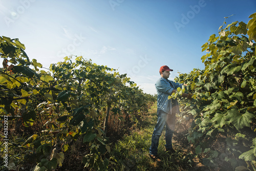 Photo: A man tending the growing grape vines in a vineyard, pruning and tying the shoots in. A man tending the growing grape vines in a vineyard, pruning and tying the shoots in.