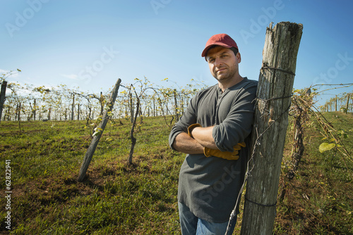 Photo: A vineyard with young vines being trained along wires to produce a good grape harvest. A vineyard with young vines being trained along wires to produce a good grape harvest.