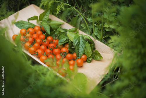 Photo: Organic Farming. A wooden tray of red cherry tomatoes and basil leaves. Organic Farming. A wooden tray of red cherry tomatoes and basil leaves.