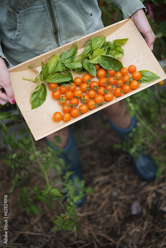 Photo: Organic Farming. A young girl holding a wooden tray of red cherry tomatoes and basil leaves. Organic Farming. A young girl holding a wooden tray of red cherry tomatoes and basil leaves.