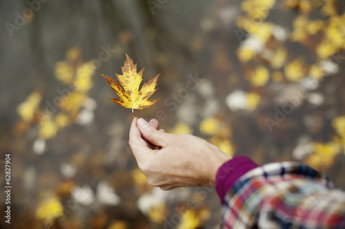 Photo: A woman holding out an autumn leaf. A maple leaf turning brown. A woman holding out an autumn leaf. A maple leaf turning brown.