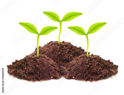 Photo: Young seedlings growing in a soil. Young seedlings growing in a soil.