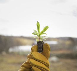 Photo: An Organic Farm in Winter in Cold Spring, New York State. A gloved hand holding a small new seedling with two sets of green leaves. An Organic Farm in Winter in Cold Spring, New York State. A gloved hand holding a small new seedling with two sets of green leaves.