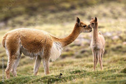Photo: Guanaco, cria, Lauca National Park, Chile Guanaco, cria, Lauca National Park, Chile