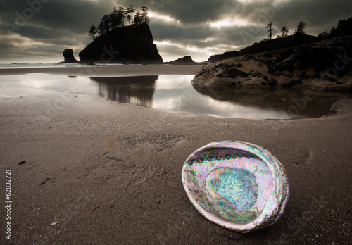 Photo: An abalone shell on Second beach, Olympic National Park, Washington, USA An abalone shell on Second beach, Olympic National Park, Washington, USA