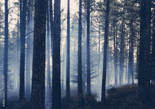 Foto: A controlled forest burn, a deliberate fire set to create a healthier and more sustainable forest ecosystem. The prescribed burn of forest creates the right condition for regrowth. A controlled forest burn, a deliberate fire set to create a healthier and more sustainable forest ecosystem. The prescribed burn of forest creates the right condition for regrowth.