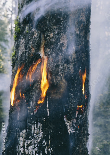 Foto: A controlled forest burn, a deliberate fire set to create a healthier and more sustainable forest ecosystem. The prescribed burn of forest creates the right condition for regrowth. A controlled forest burn, a deliberate fire set to create a healthier and more sustainable forest ecosystem. The prescribed burn of forest creates the right condition for regrowth.
