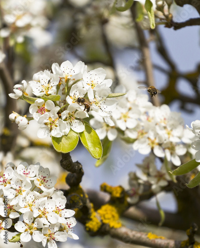 Photo: bee on peach tree bee on peach tree