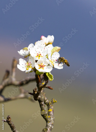Photo: apis on peach tree apis on peach tree