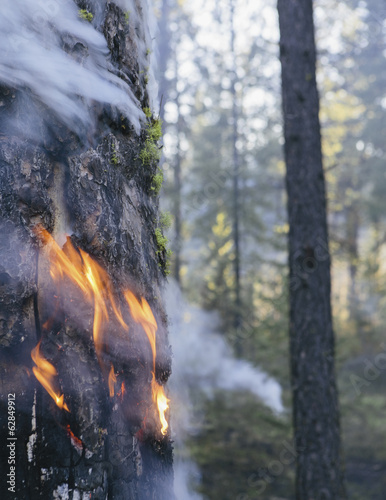 Foto: A controlled forest burn, a deliberate fire set to create a healthier and more sustainable forest ecosystem. The prescribed burn of forest creates the right condition for regrowth. A controlled forest burn, a deliberate fire set to create a healthier and more sustainable forest ecosystem. The prescribed burn of forest creates the right condition for regrowth.