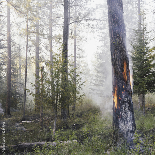 Foto: A controlled forest burn, a deliberate fire set to create a healthier and more sustainable forest ecosystem. The prescribed burn of forest creates the right condition for regrowth. A controlled forest burn, a deliberate fire set to create a healthier and more sustainable forest ecosystem. The prescribed burn of forest creates the right condition for regrowth.