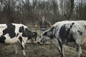 Photo: A small organic dairy farm with a mixed herd of cows and goats. Farmer working and tending to the animals. A small organic dairy farm with a mixed herd of cows and goats. Farmer working and tending to the animals.