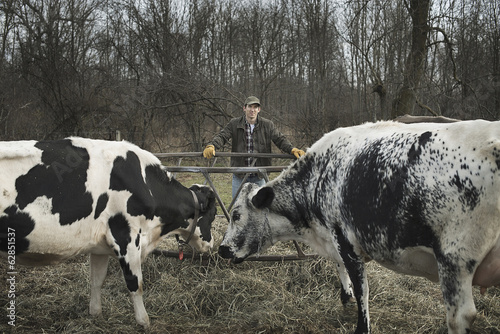 Photo: A small organic dairy farm with a mixed herd of cows and goats. Farmer working and tending to the animals. A small organic dairy farm with a mixed herd of cows and goats. Farmer working and tending to the animals.