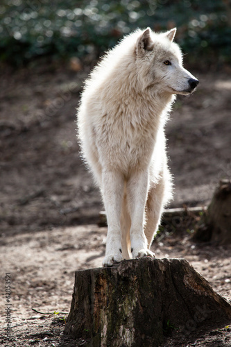 Photo: Arctic white wolf Arctic white wolf