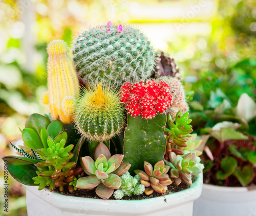Photo: Tabletop cactus garden Tabletop cactus garden