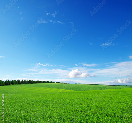 Photo: green field green field